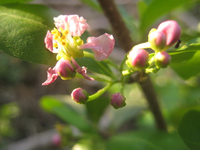 西印度樱桃-绿色兵团-北海365网(beihai365.com)