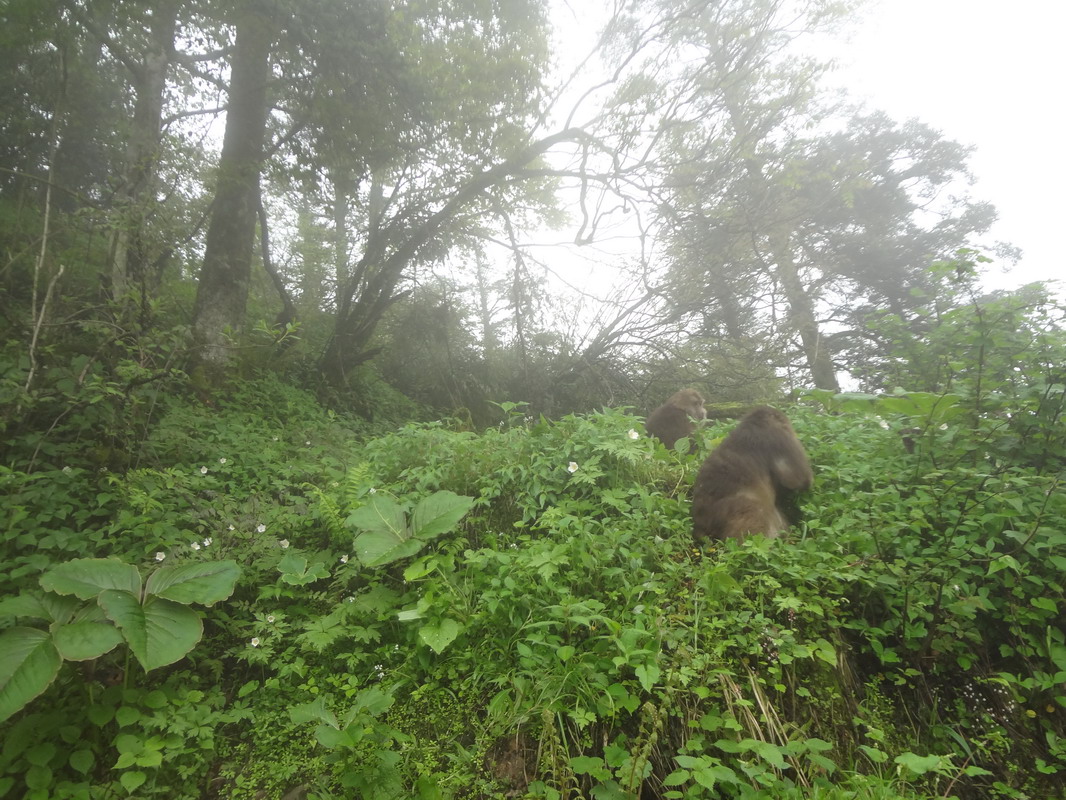 我的四川之旅(二):乐山:千年大佛- 峨眉山:狭路遇