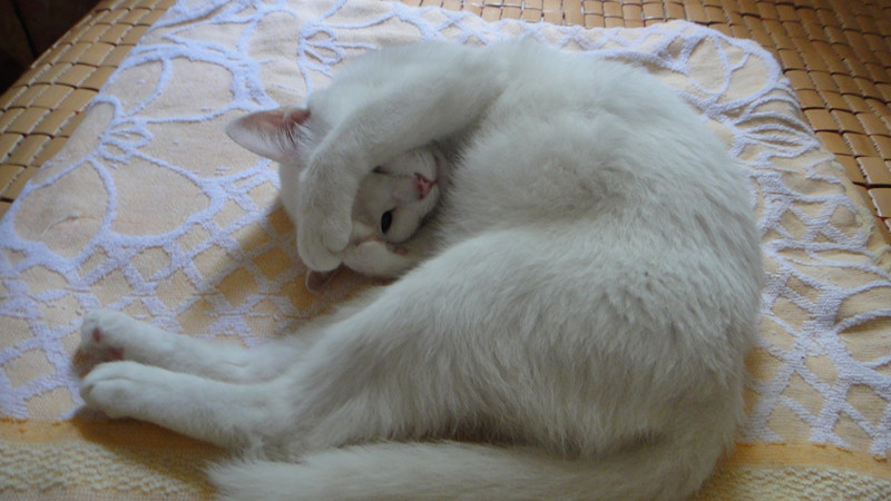 小猫视频大全搞笑卖萌 109549_497213477735269a2c5bbb5e94468.jpg