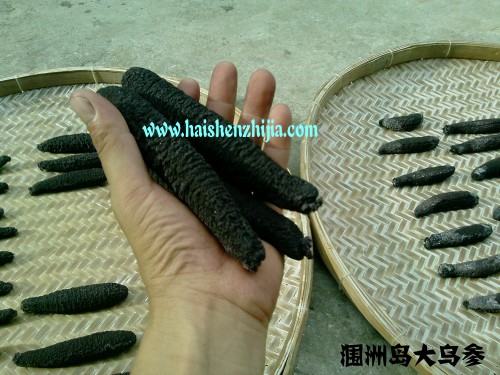 纯天然涠洲岛阳台-休闲食品-北海365网芥末海参种植图片