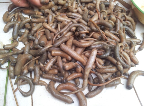 今天下海鱼没抓到，不过收获还不错，挖了几斤泥虫\/丁-鱼乐无限-北海365网(beihai365.com)