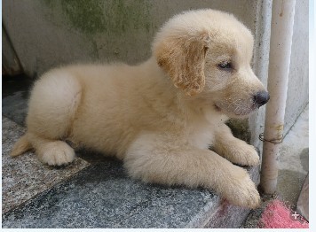 Diogo(蒂亚戈)儿子<em>拉菲</em> 和 <em>马甲</em>直女 NOBLE的