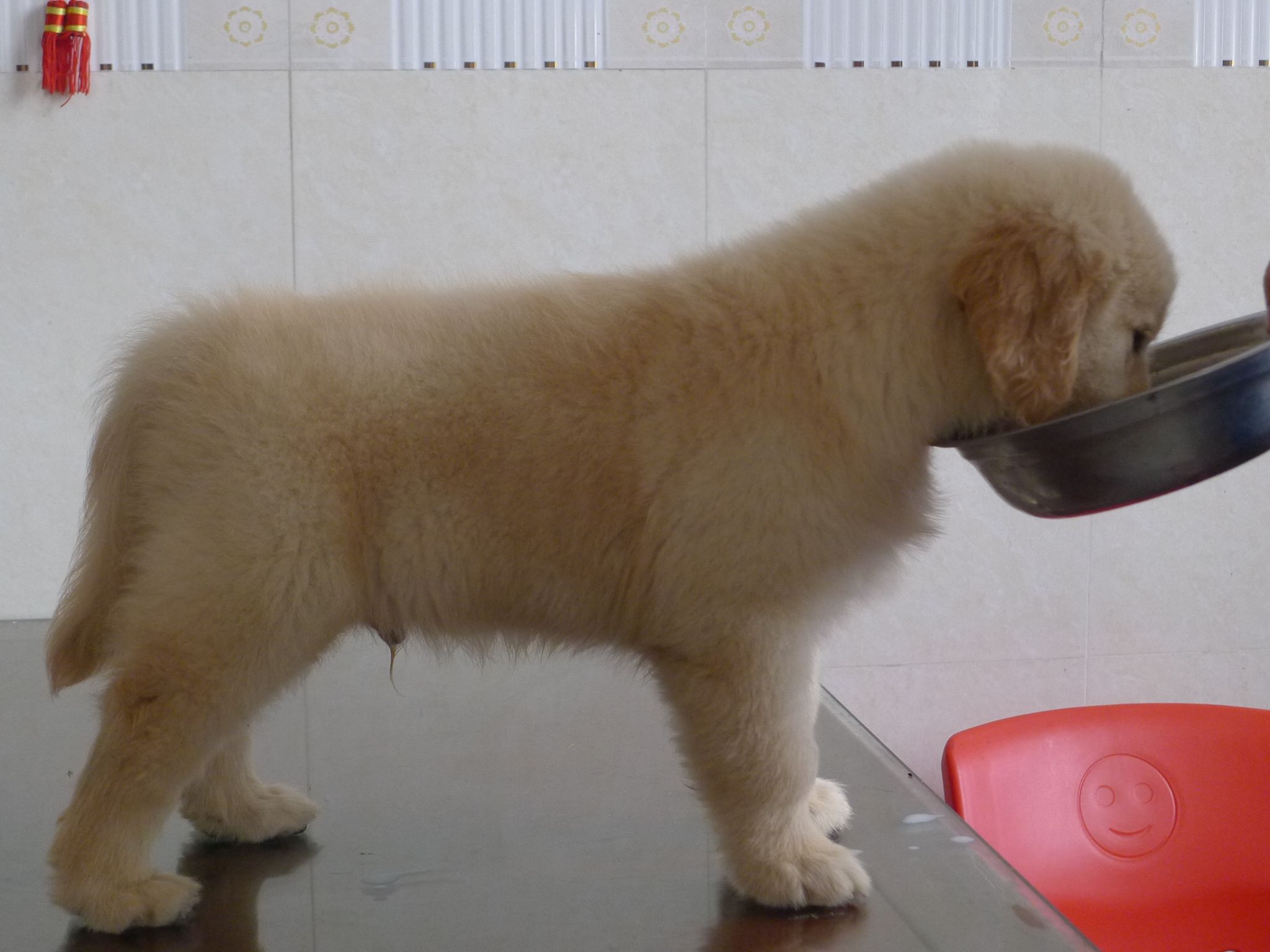 Diogo(蒂亚戈)儿子<em>拉菲</em> 和 <em>马甲</em>直女 NOBLE的