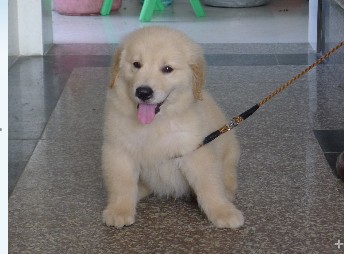 Diogo(蒂亚戈)儿子<em>拉菲</em> 和 <em>马甲</em>直女 NOBLE的