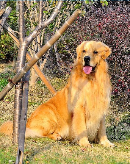 Diogo(蒂亚戈)儿子<em>拉菲</em> 和 <em>马甲</em>直女 NOBLE的