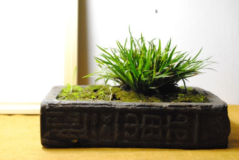 哪里有菖蒲卖?-绿色兵团-北海365网(beihai365