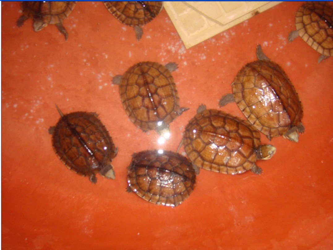 出2012年苗 12只越南种石龟,价格面议-水族市