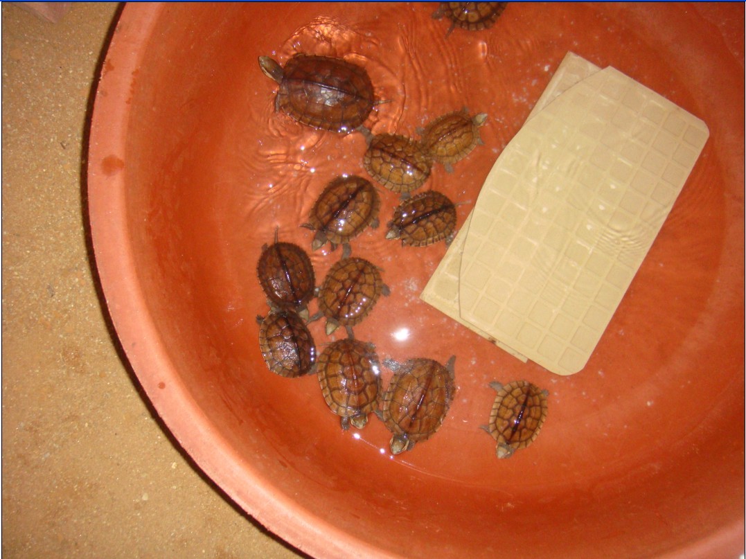 出2012年苗 12只越南种石龟,价格面议-水族市