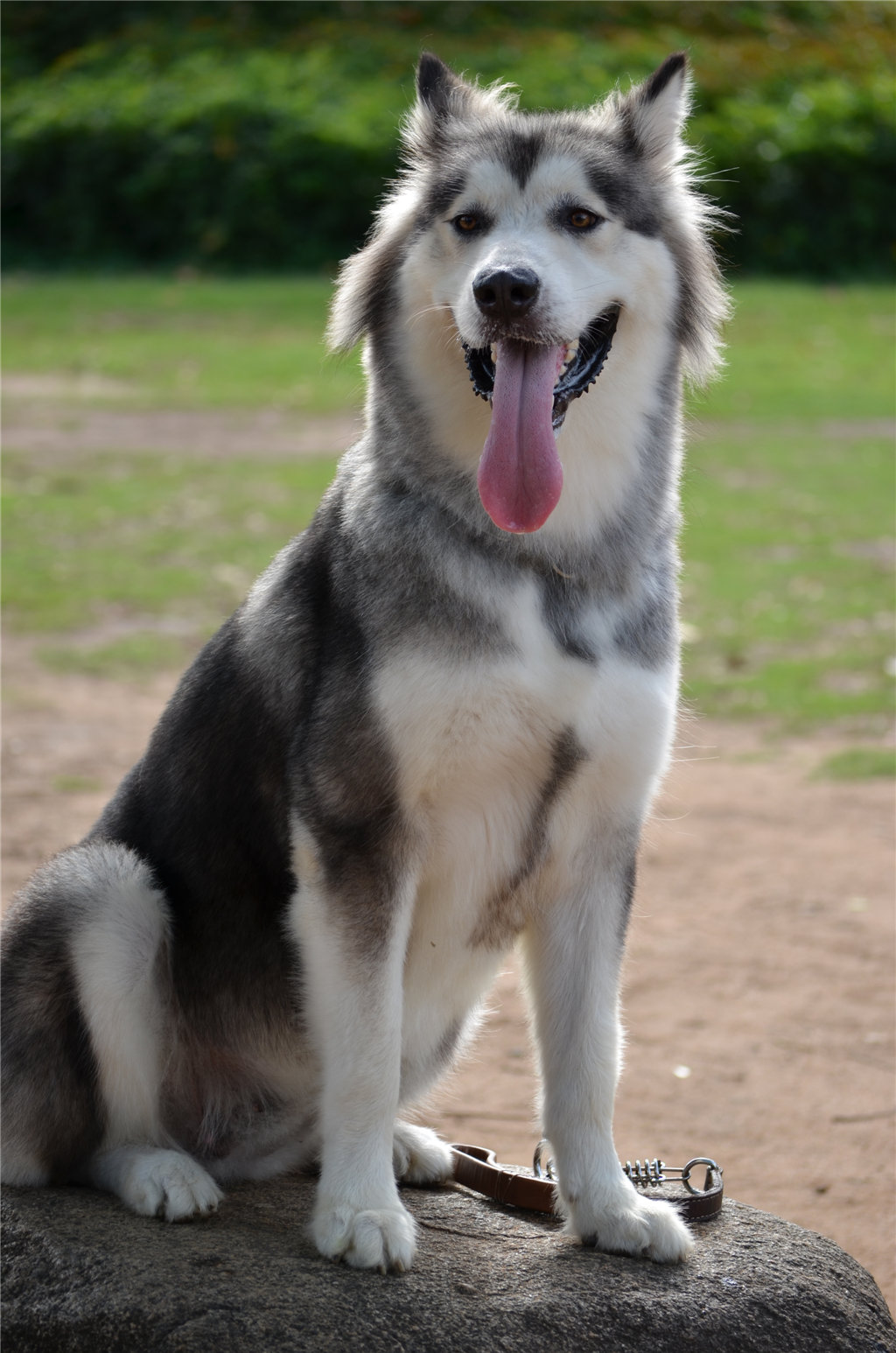 ==☆●Rose定居北海之【炎炎夏日】●☆==速