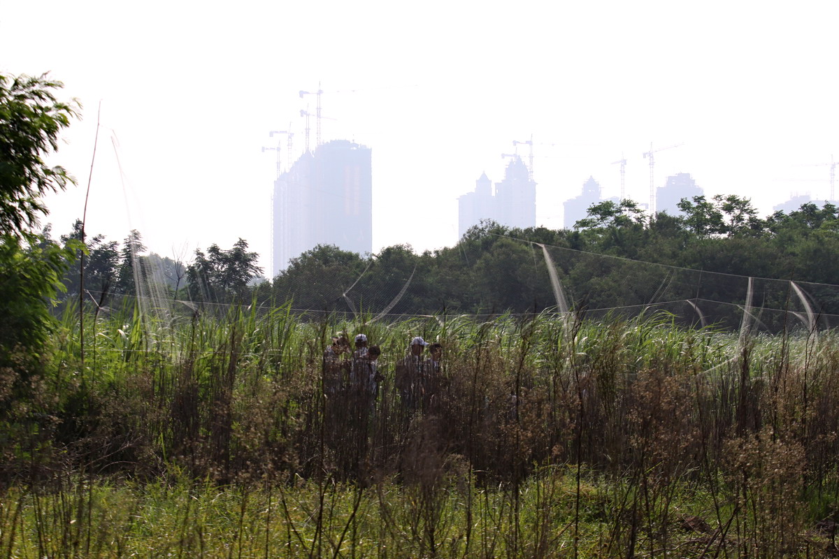 【紧急招募】人人都是志愿者--为鸟儿迁徙开辟