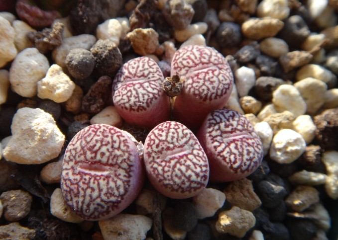 肉肉番杏科-绿色兵团-北海365网(beihai365.com)