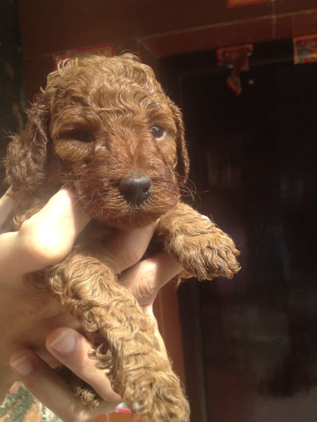 色非常漂亮。(出生小狗i出售)不买也可以来看看