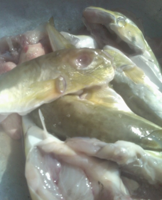 龟鱼有毒,煮食需谨慎,醉石剥煮龟鱼全过程