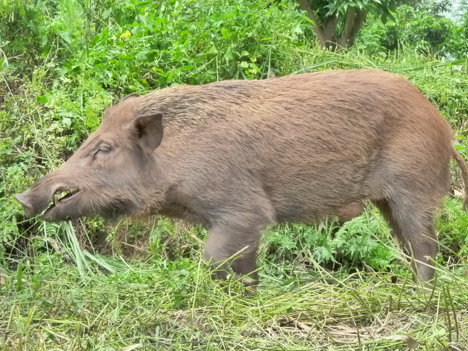 钦州威铭野猪场长期供应种野猪、野猪苗、商品野猪。欢迎各大洒店订购。13977743778苏生-广告区-北海365网(beihai365.com)