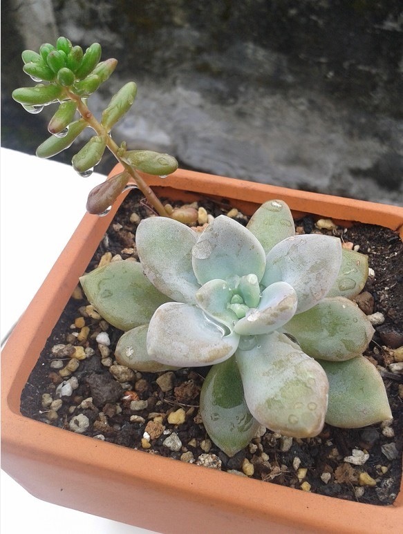 裙下有惊喜  &  长小肉肉啦!-绿色兵团-北海36