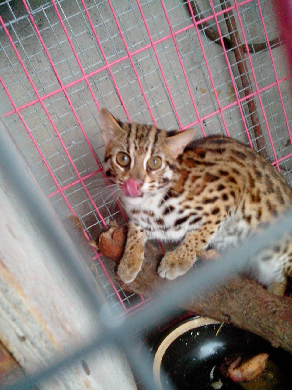 急转一只高级宠物888元不接刀-猫狗交易-北海