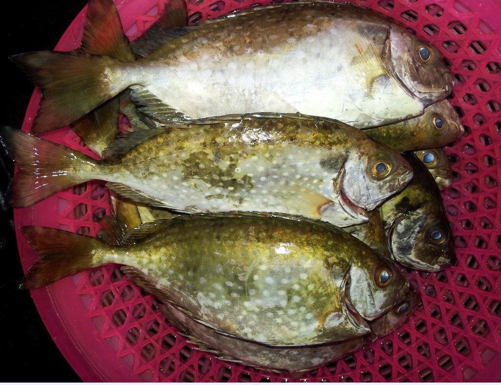 海鲜打边炉食材_打边炉的各种丸子_海鲜打边炉(4)