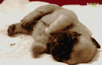 圆通!你妈叫你回家吃药!