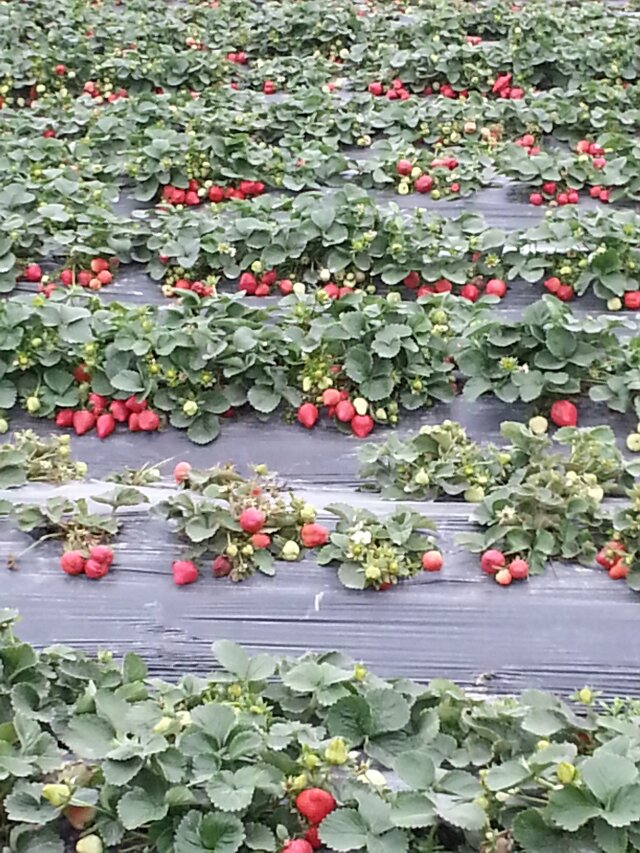 三.八美丽<em>女人</em>节,<em>合浦</em>文慰坊生态草莓园送大礼