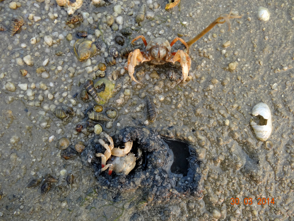 红树林滩涂的螃蟹,一只在打洞,一只在守护.jpg