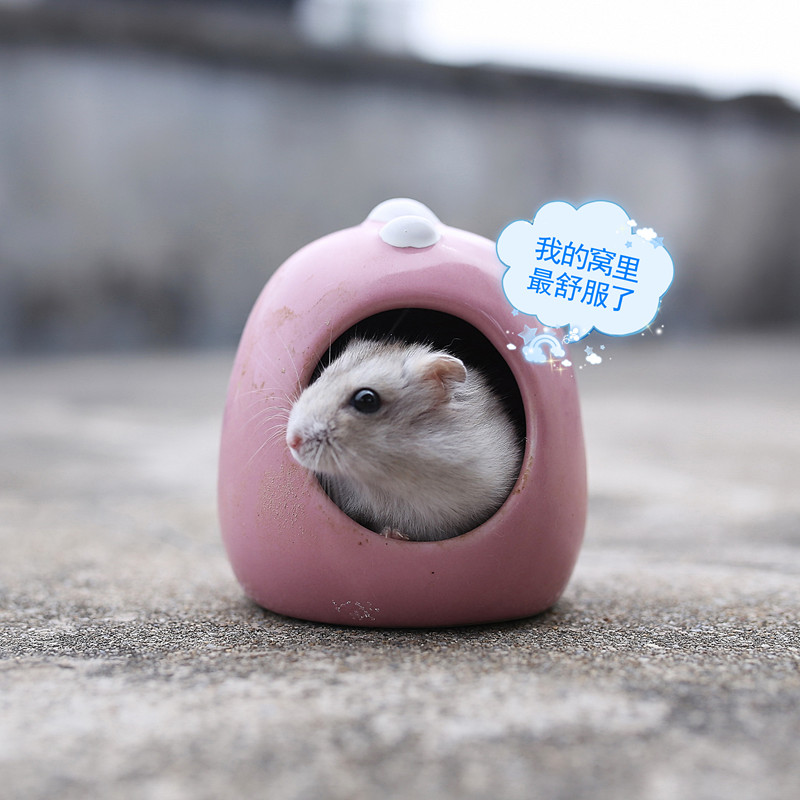 我的小仓鼠一坨 -个性宠物-北海365网(beihai3