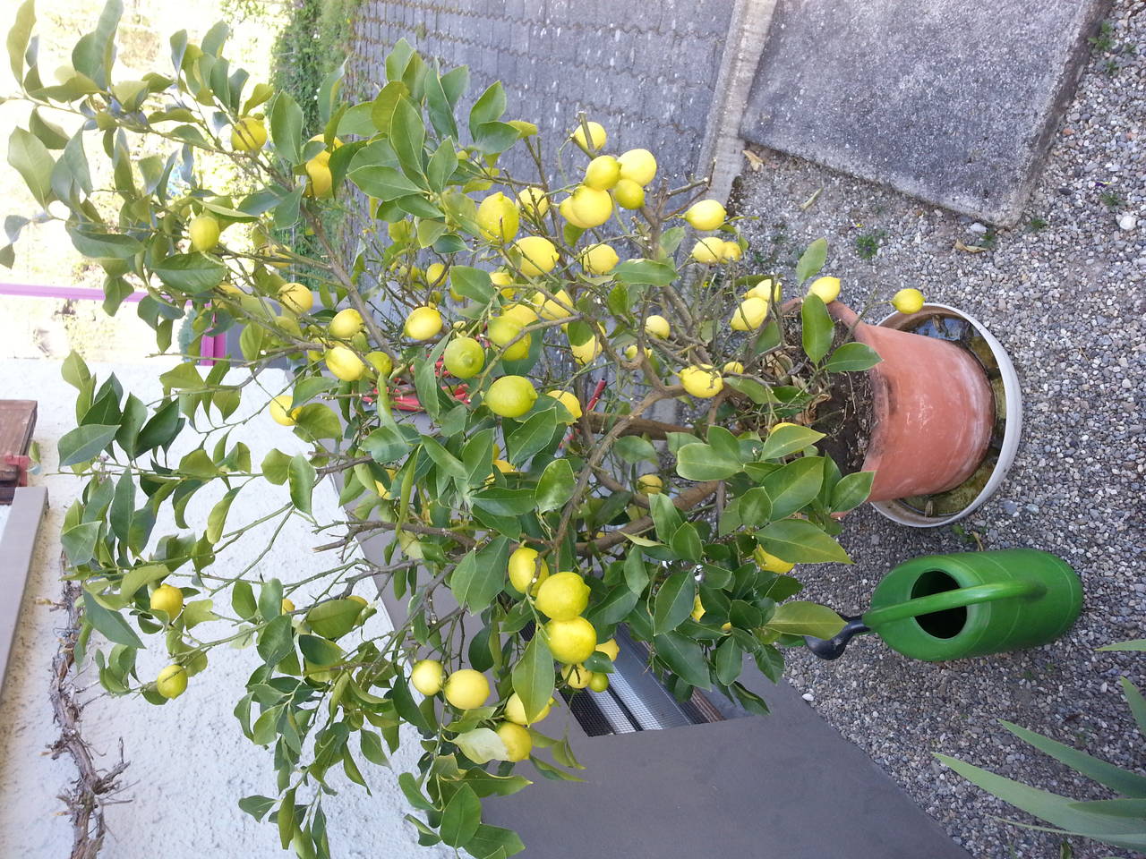 我的柠檬树,有花有果缺蜜蜂-绿色兵团-北海365