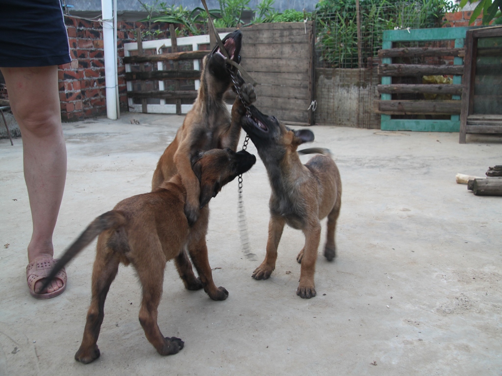 家养纯种马犬曼菲斯血小狗,带血统证书