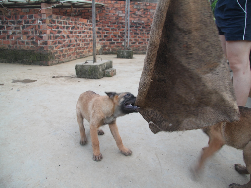 家养纯种马犬曼菲斯血小狗,带血统证书