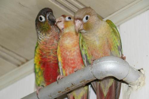 小太阳鹦鹉-个性宠物-北海365网(beihai365.com)