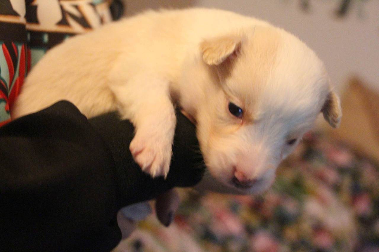 边牧边牧满月接受预定,下手慢的就没啦!