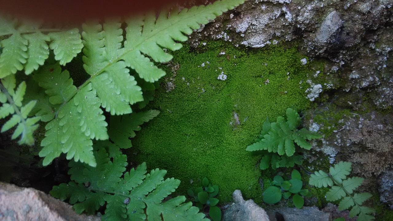 新手自做苔藓微景观