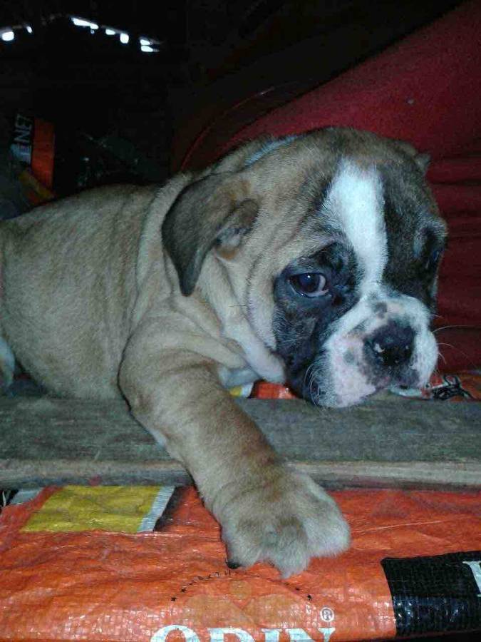 英国公斗牛犬一口价2500-猫狗交易-北海365网