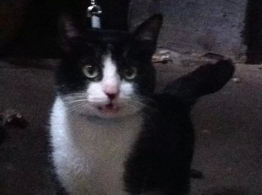 寻奶牛猫一只-猫狗交易-北海365网(beihai365.