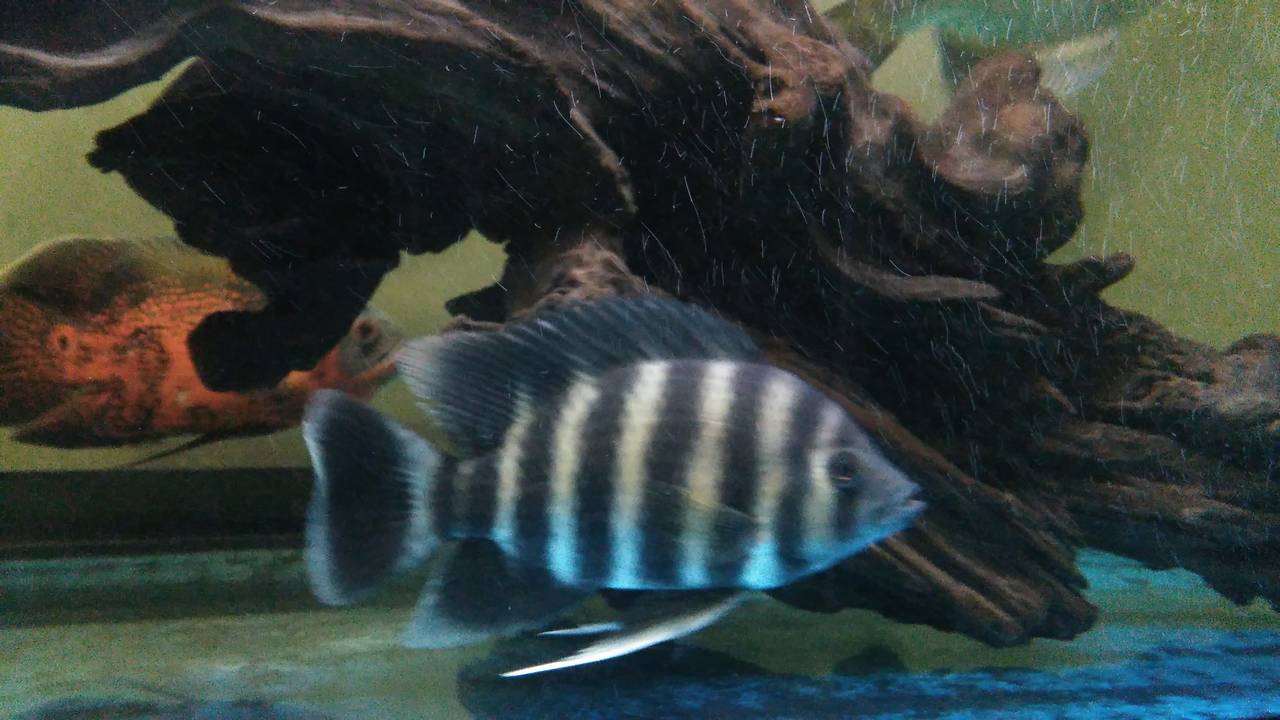 水族市场-北海365网(beihai365.com)