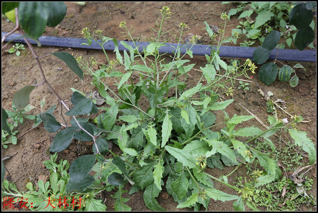 接着又告诉我这种野菜叫水芥菜,也是相当好吃的一种野菜.