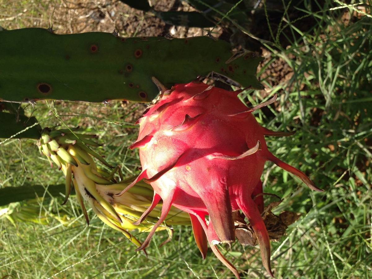 北海工业园火龙果采摘开始了 ,北海周边交通方