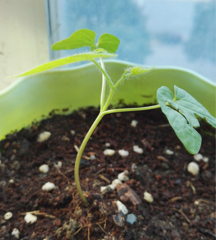 2017年育苗记录之办公室牵牛花(开花了)