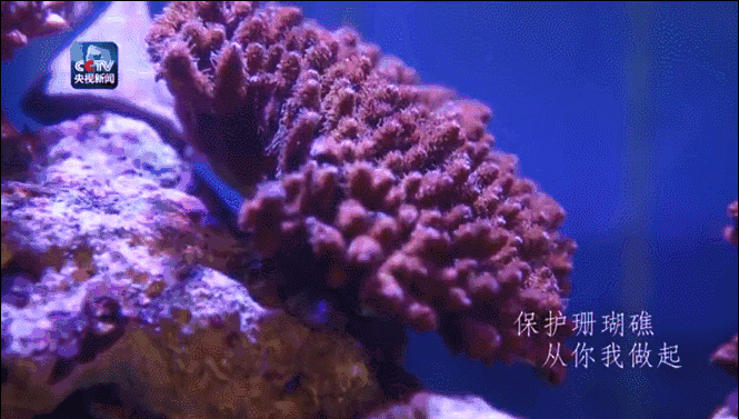 涠洲岛珊瑚礁又上央视发现多种新型珊瑚