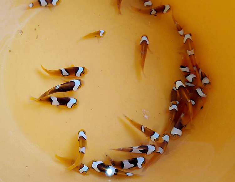 老婆死了,就变性电影里的神奇小鱼在北海培育