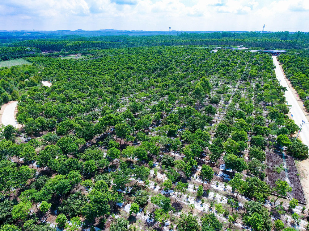 【北海人假期攻略】吃荔枝不如摘荔枝!北海这