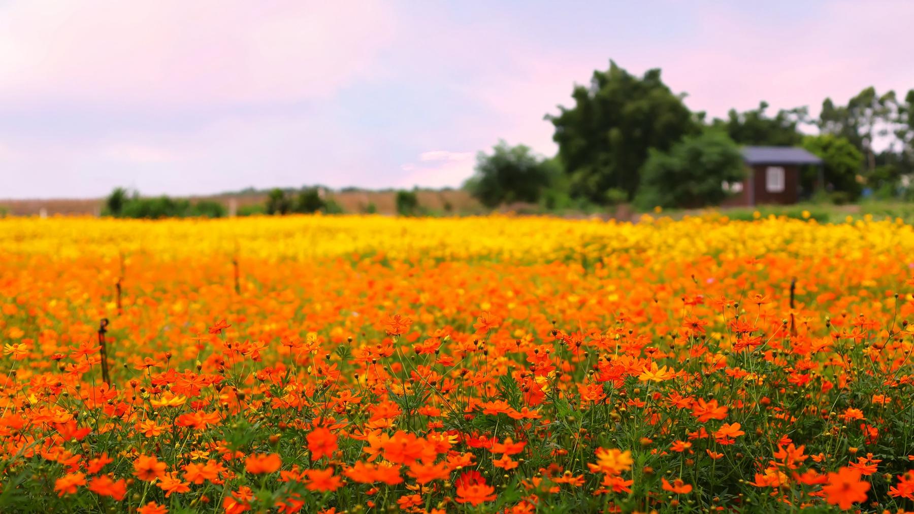 赤西农耕庄园靓丽花田美景