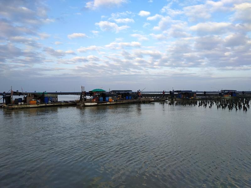 华叔实拍廉州湾海水养殖场生蚝插殖劳作情景