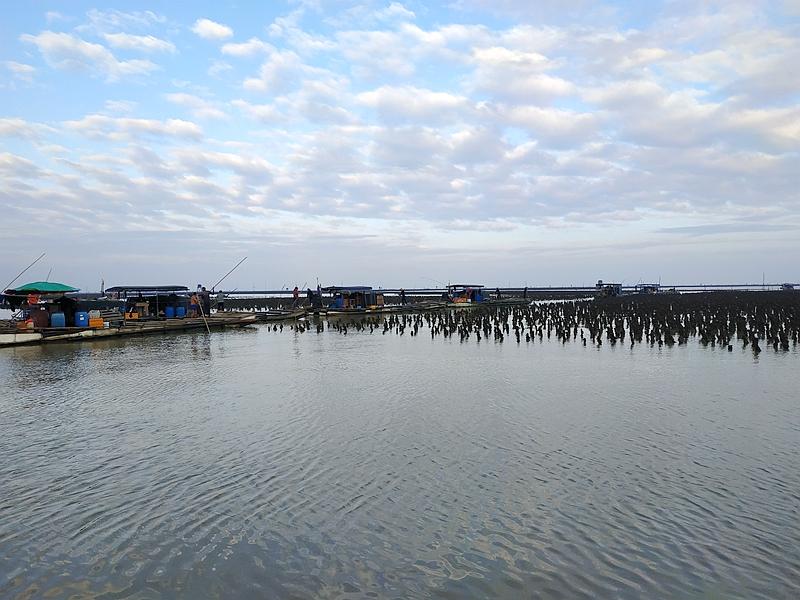 华叔实拍廉州湾海水养殖场生蚝插殖劳作情景