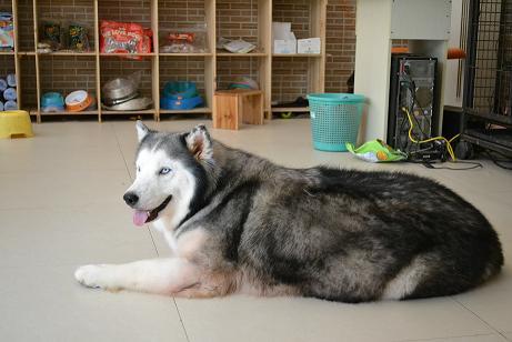 我家胖胖熊生宝宝了,3个胖嘟嘟的小DD-爱犬俱