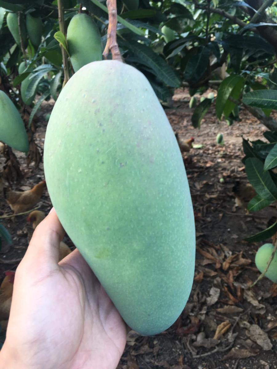 北海本地自家果园大金煌芒果欢迎到地采摘