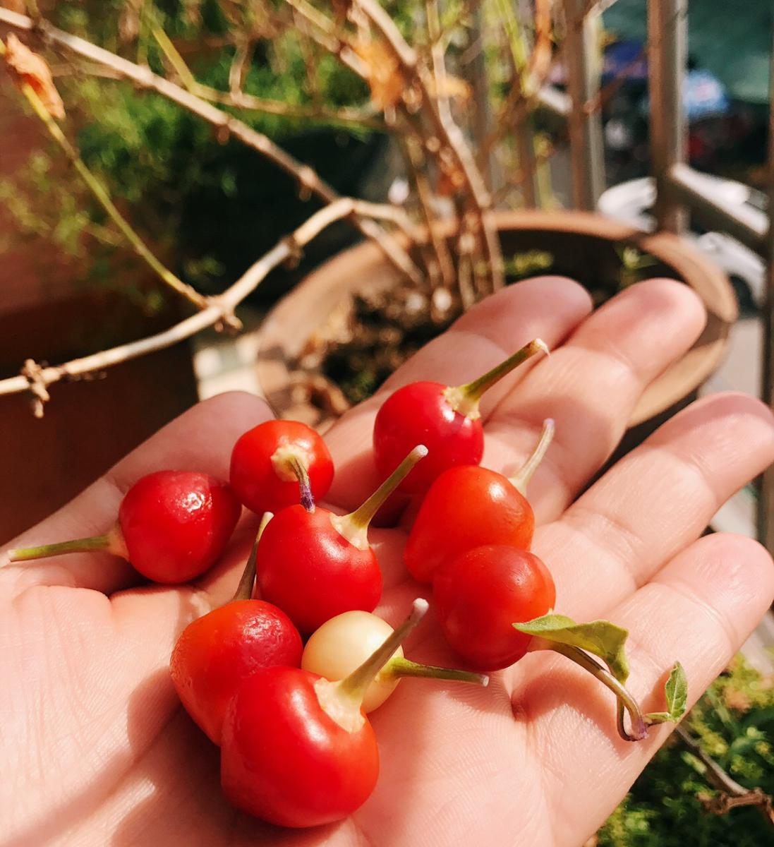 炒花蟹,只加葱姜蒜和科技炒,一口气吃了四个~农润有限公司蚝油滁州食品冷链图片