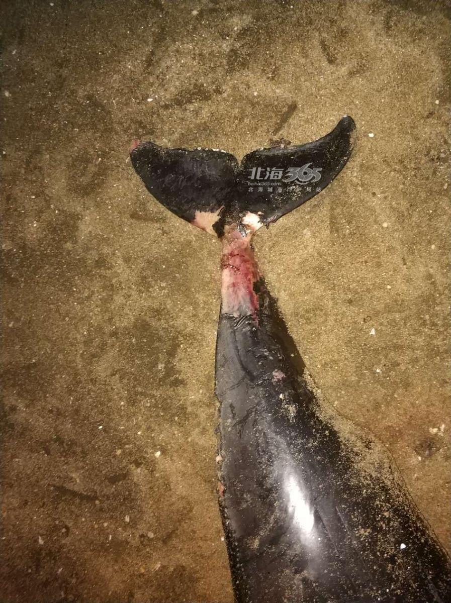 心痛,一头遍体鳞伤的海豚在北岸搁浅死亡