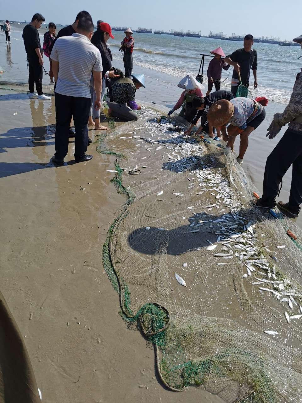 北海赶海鱼人特有的手艺(生产队渔业方式)的人力捕鱼拉网!