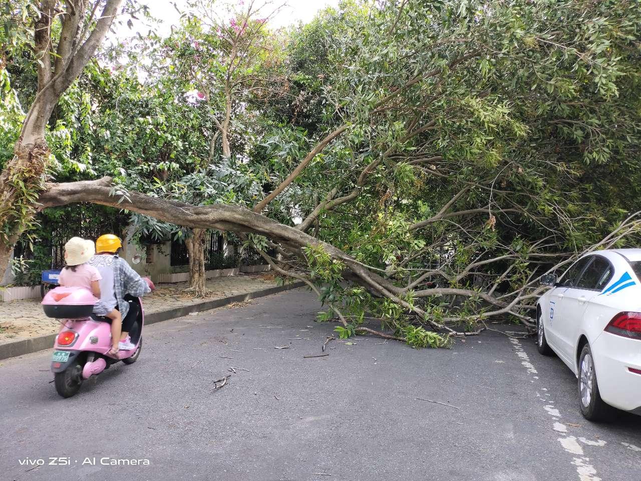 大树拦路