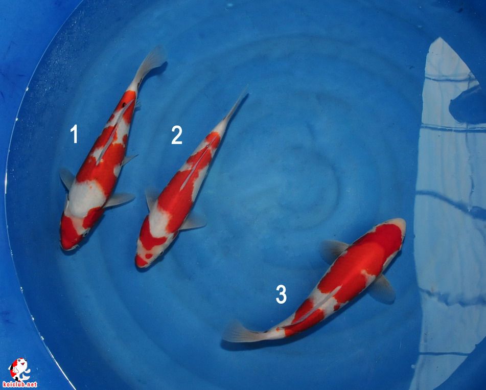 郭斌养鲤场…… 限定12尾当岁…… 尺寸26cm—31cm,350元/尾